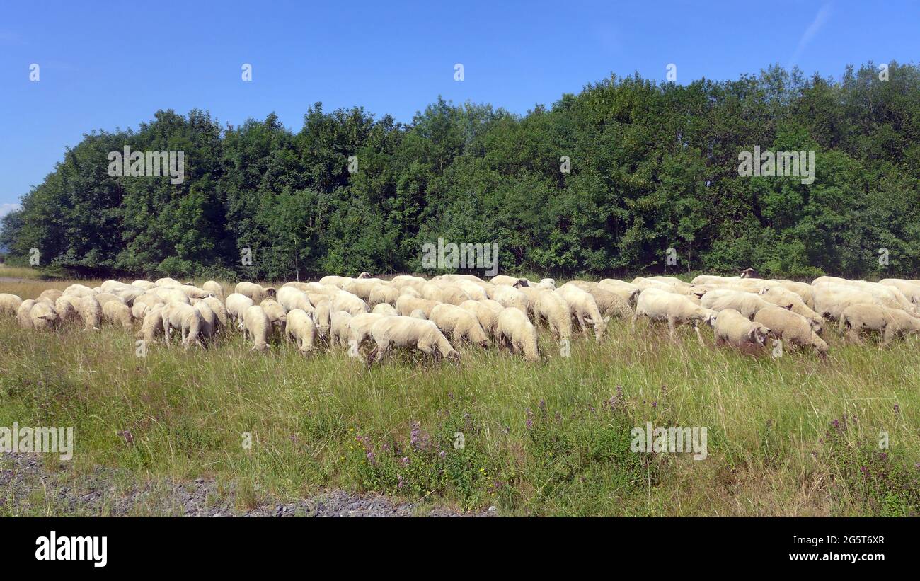 Ovini domestici (Ovis ammon F. ariete), pascolo di mandrie su ex area di addestramento militare, conservazione del paesaggio, Germania, Nord Reno-Westfalia, Hemer Foto Stock