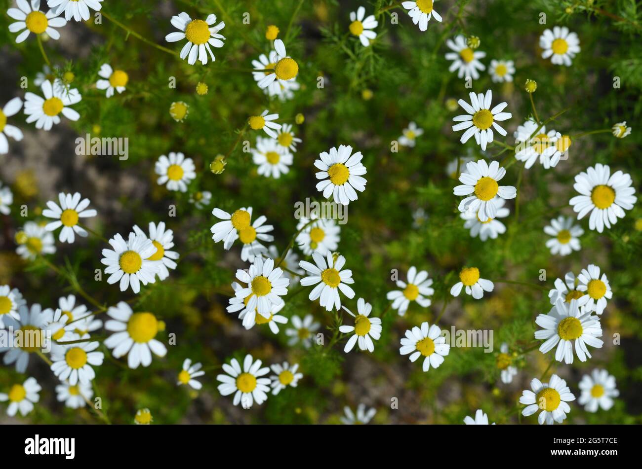 Camomilla o Matricaria chamomilla - pianta aromatica annuale utilizzata in medicina erboristica. Può essere utilizzato come sfondo naturale. Foto Stock