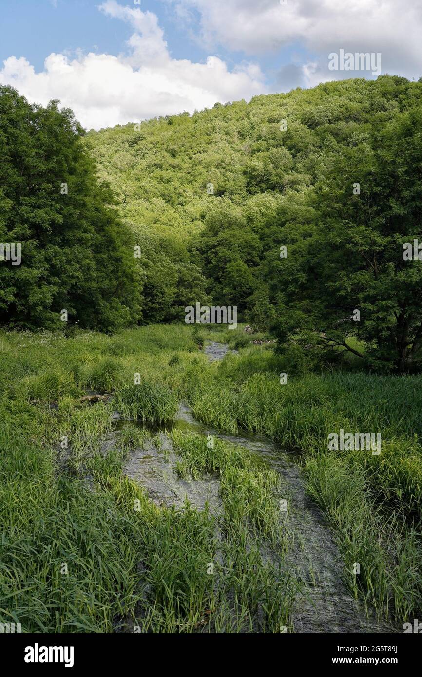 Alberi che circondano il fiume Lathkill a Lathkill Dale, Derbyshire Peak District, Inghilterra Foto Stock