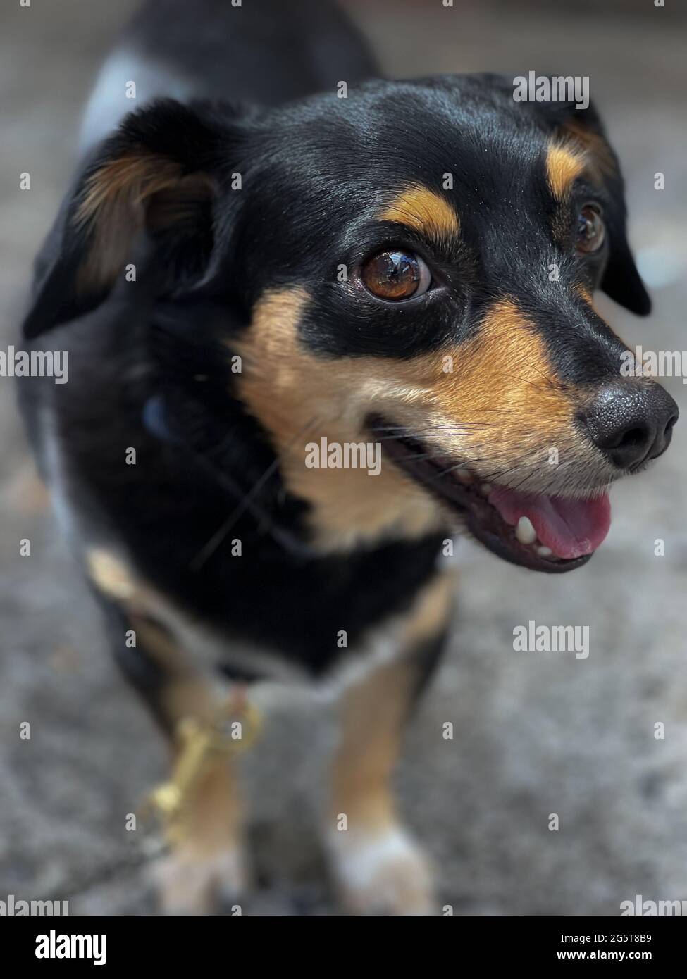 Primo piano di un piccolo cane di razza mista nero e abbronzato, con gli occhi e la bocca leggermente aperti su una superficie di cemento Foto Stock