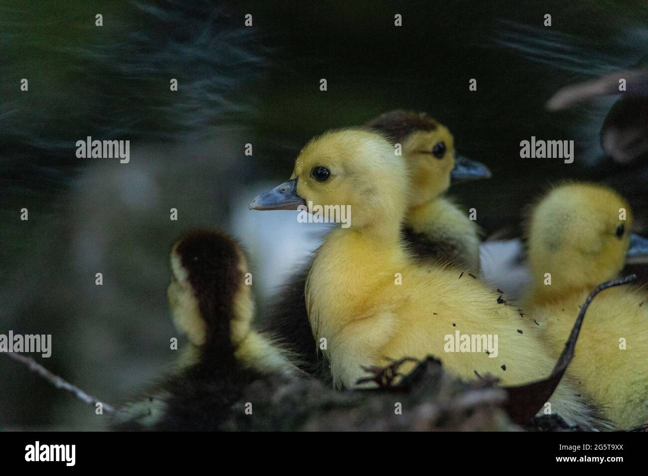 Piccolo pulcino anatre moscovy Cairina moschata huddle vicino alla loro madre a Napoli, in Florida in una palude. Foto Stock