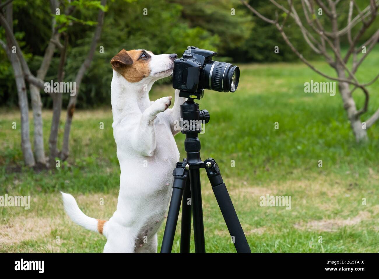 Cane jack russell terrier scatta foto sulla fotocamera su un treppiede all'aperto. Foto Stock