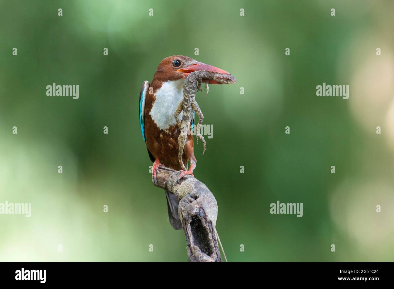 un kingfisher dalla gola bianca con una lucertola nel suo conto Foto Stock