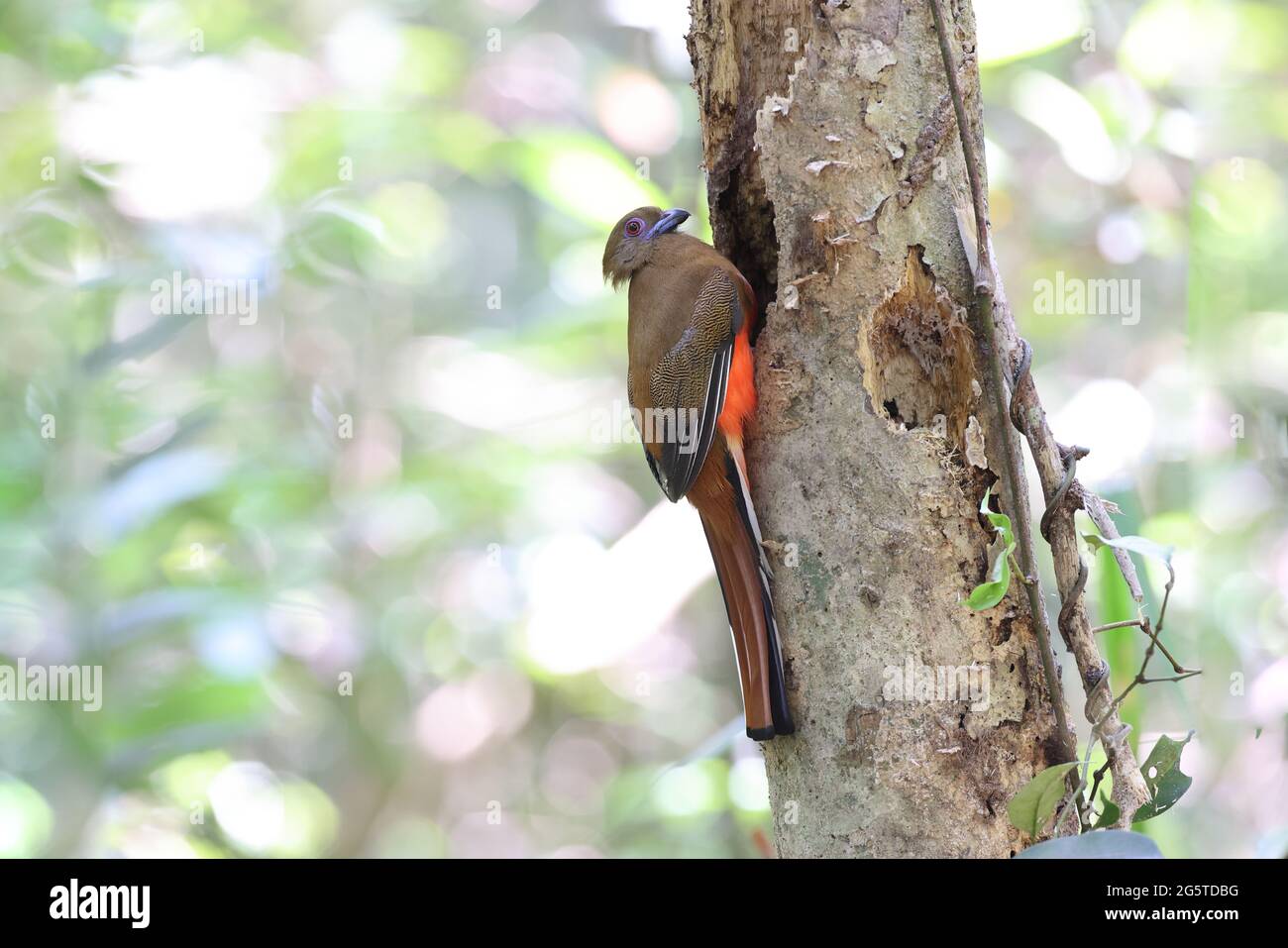 un bellissimo trogon rosso che mostra la sua bellezza Foto Stock