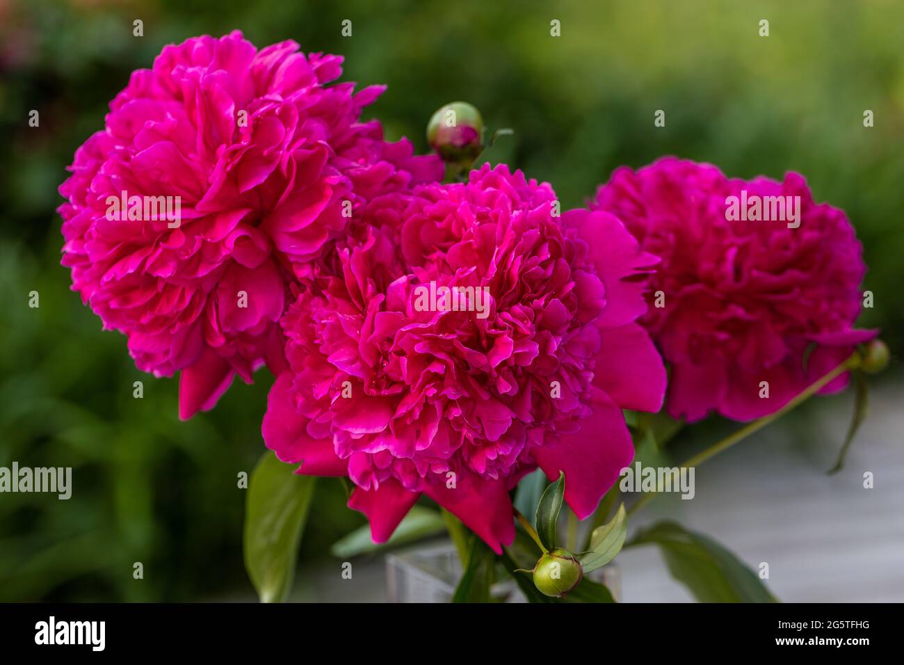 "Felix Crouss' giardino comune peonia, Luktpion (Paeonia lactiflora) Foto Stock