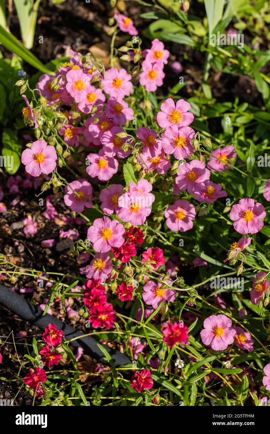 "Lawrenson's Pink" Rock Rose, Solvända (Helianthemum Hybrid) Foto Stock