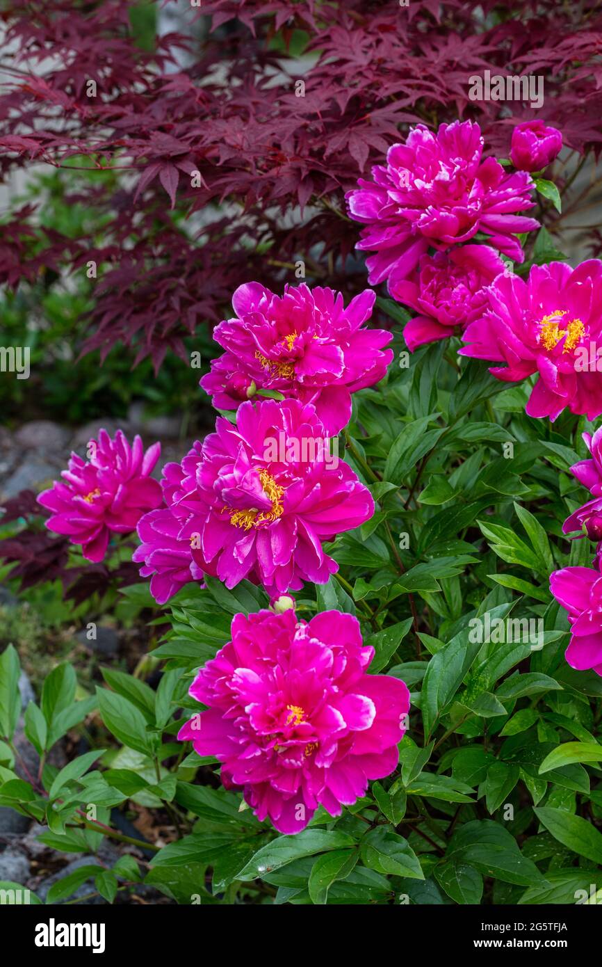 "Karl Rosenfield' giardino comune peonia, Luktpion (Paeonia lactiflora) Foto Stock