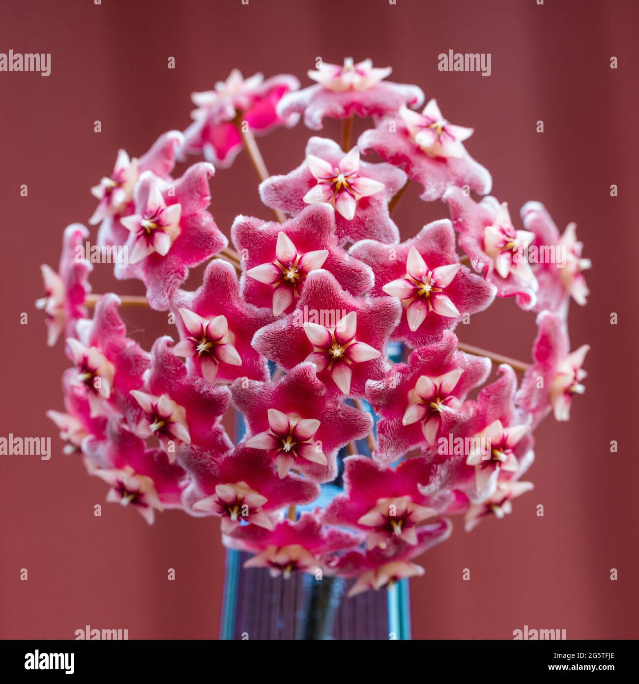 'Rosa' Argento Waxplant, Röd porslinsblomma (Hoya pubicalyx) Foto Stock