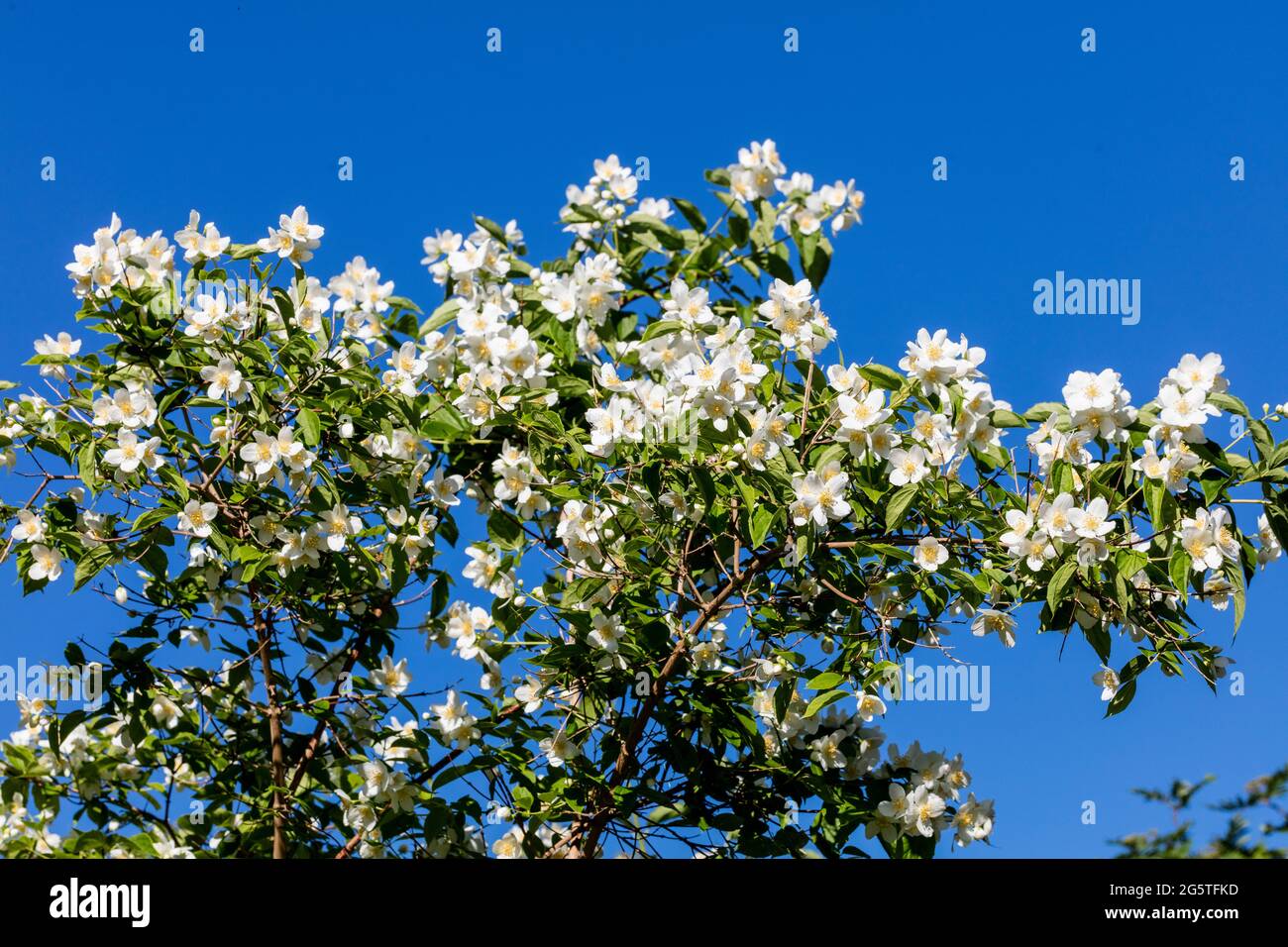 Mock Orange, Schersmin (Philadelphus coronarius) Foto Stock