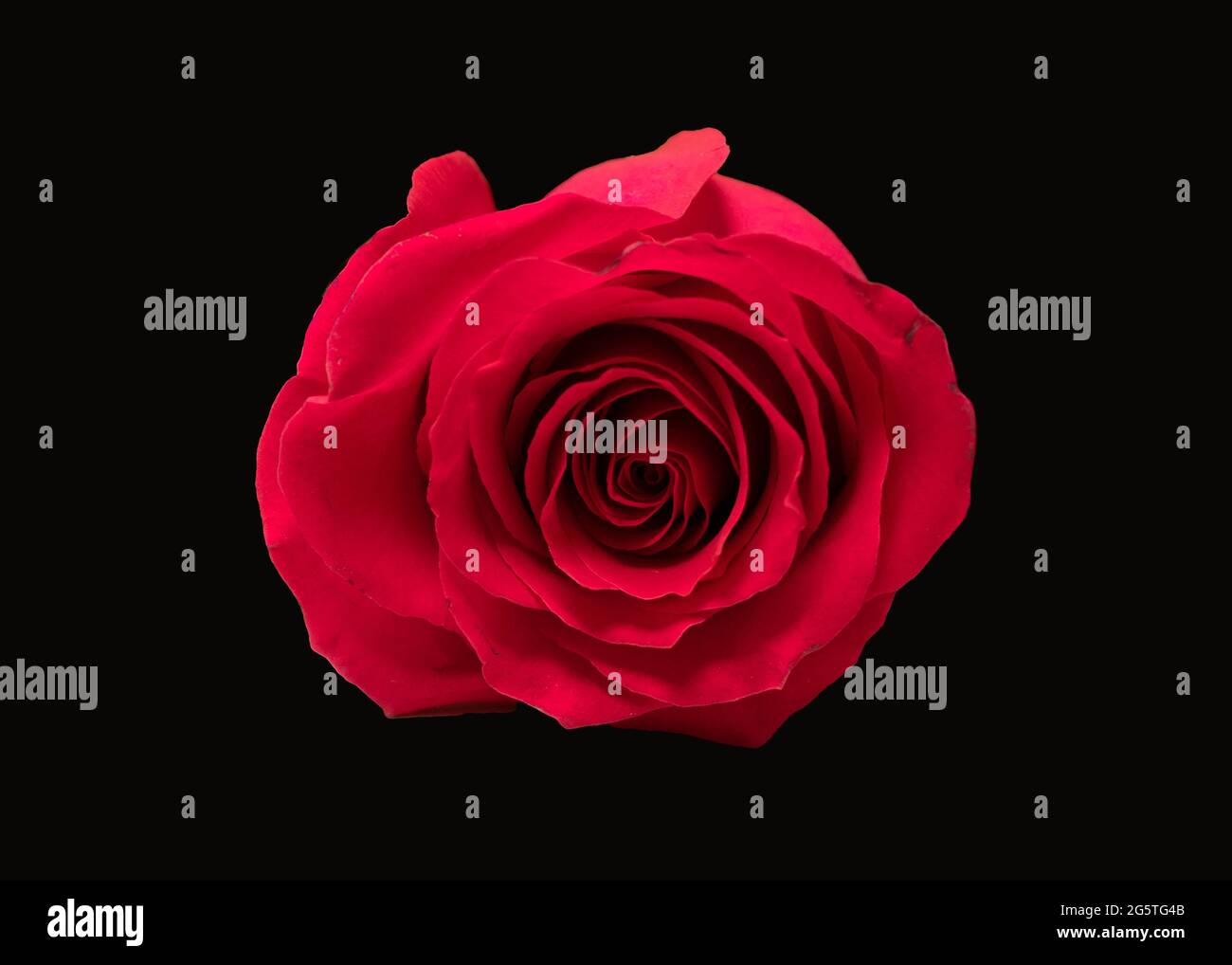 vista del fiore di rosa rosso dall'alto, foto macro del centro della testa del fiore su sfondo nero Foto Stock