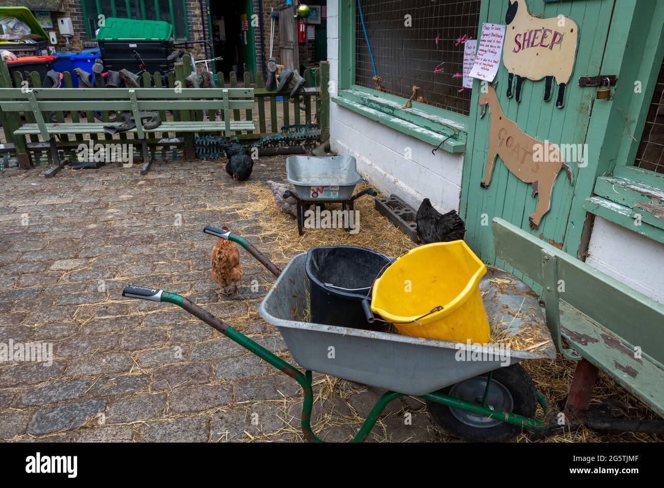 Londra. UK- 06.27.2021: Il cortile della fattoria di Hackney City che mostra le penne per le pecore e le capre con galline che vagano liberamente nel cortile. Foto Stock