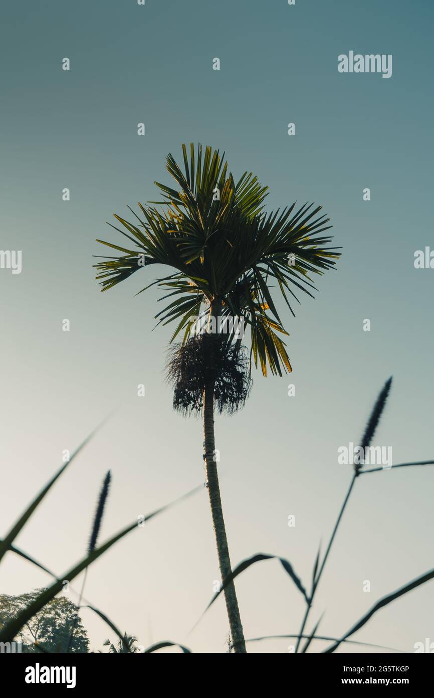 Una sola palma balinese contro il cielo Foto Stock