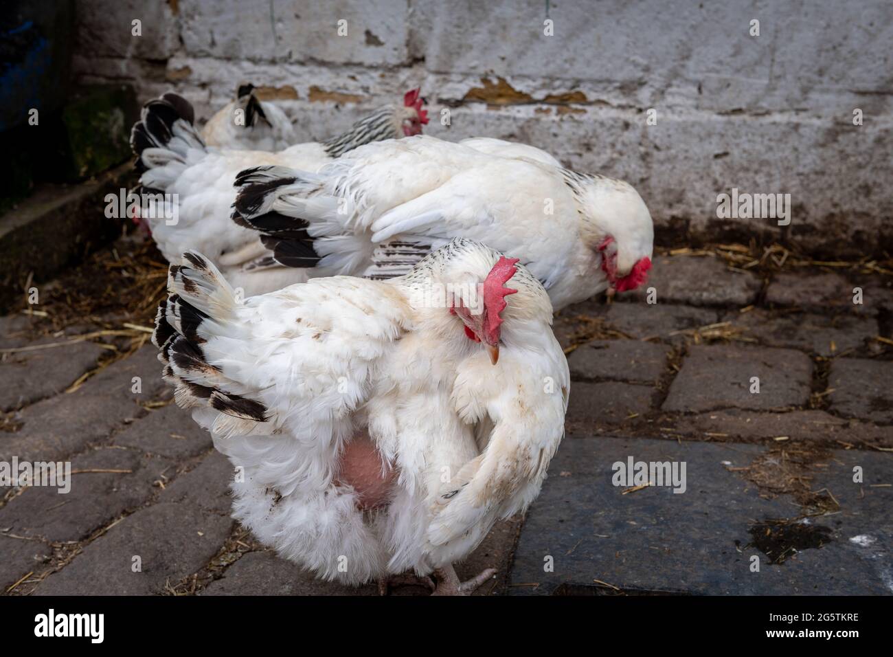 Galline che vagano liberamente in un cortile. Foto Stock