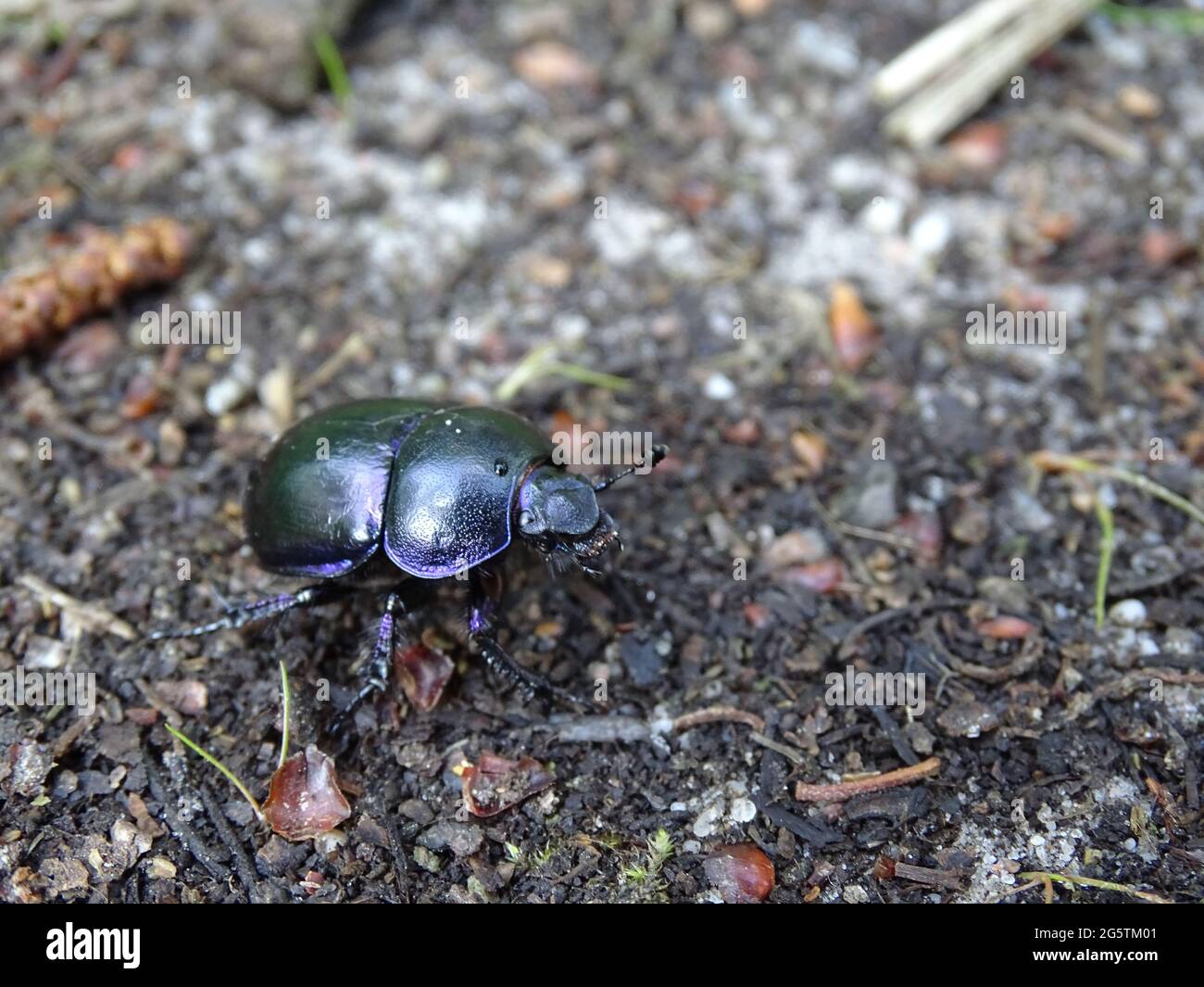 super macro di un letame sterco (Coleoptera) Foto Stock