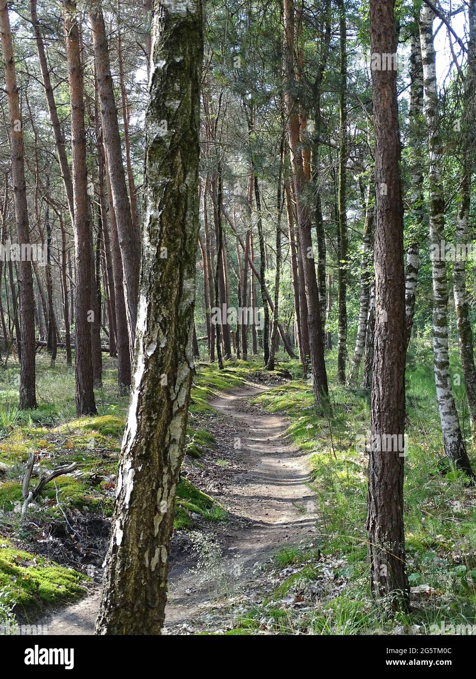 un sentiero in mountain bike attraverso una foresta di betulla Foto Stock