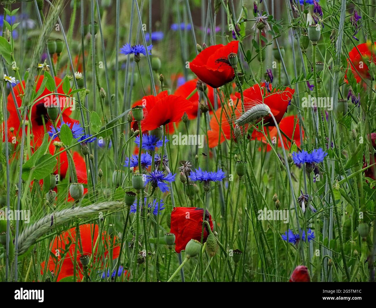 bordo del fiore vicino al prato con grano, papaveri e fiori di mais Foto Stock