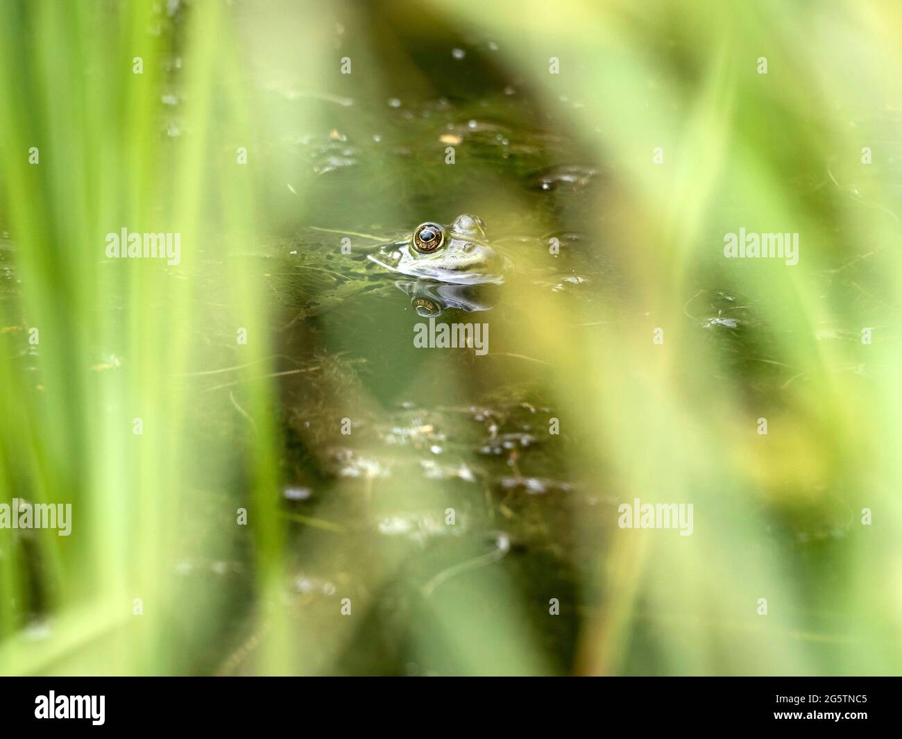 Wasserfrosch (Rana lessonaeI im Biotop Chüeweid Burgdorf am 05.06.20. Foto Stock