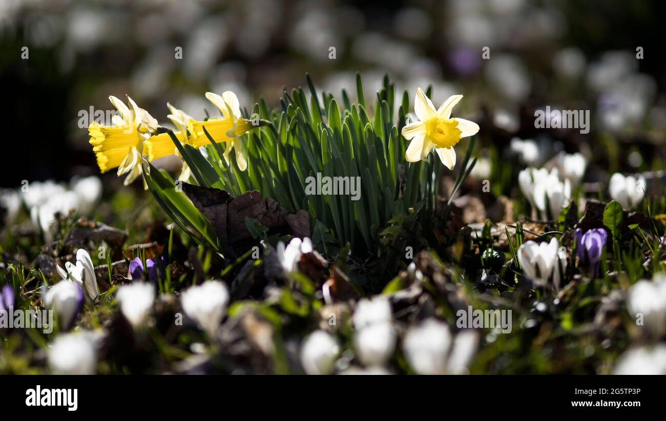 Am Chasseral 'Au Chuffort' Gem. Val-de-Ruz am 06.04.20. Foto Stock