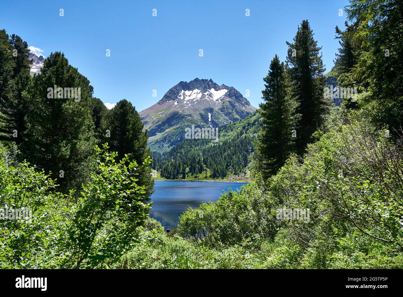 Arvenwald mit Grünerlengebüsch am Lägh da Cavloc bei Maloja in der Gemeinde Bregaglia am 19.07.16. Im Hintergrund die Pizzi dei Rossi. Foto Stock