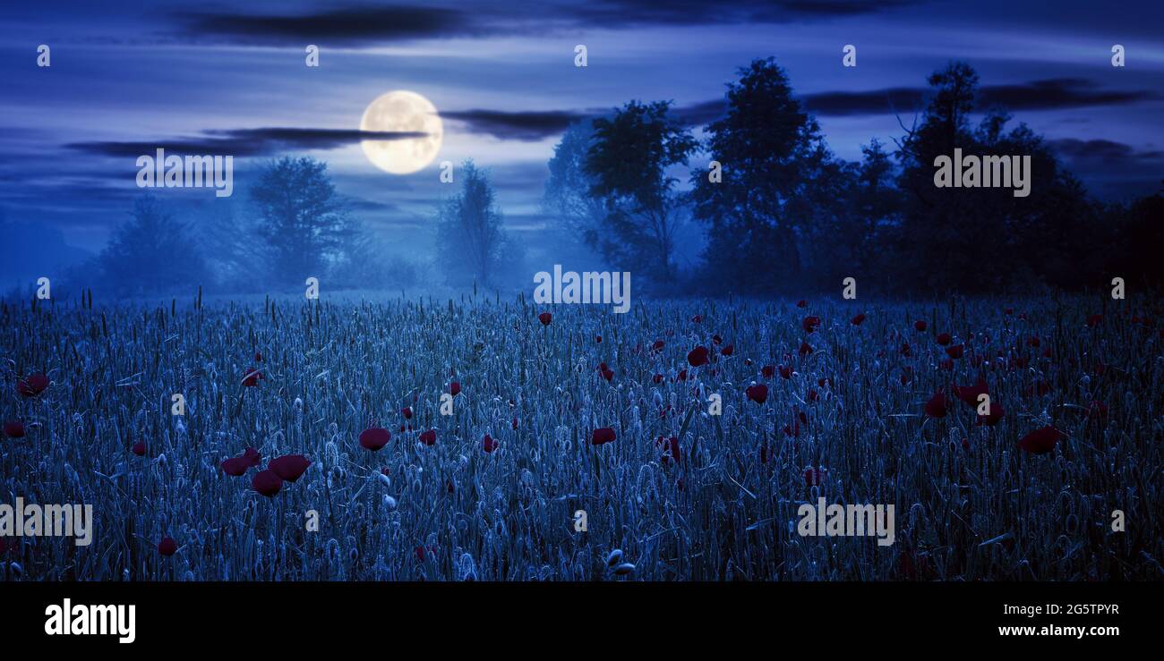 fiori di papavero tra il campo di grano di notte. bellissimo paesaggio rurale in nebbia. alberi offuscati in lontananza. nuvole sul cielo in piena luce luna Foto Stock
