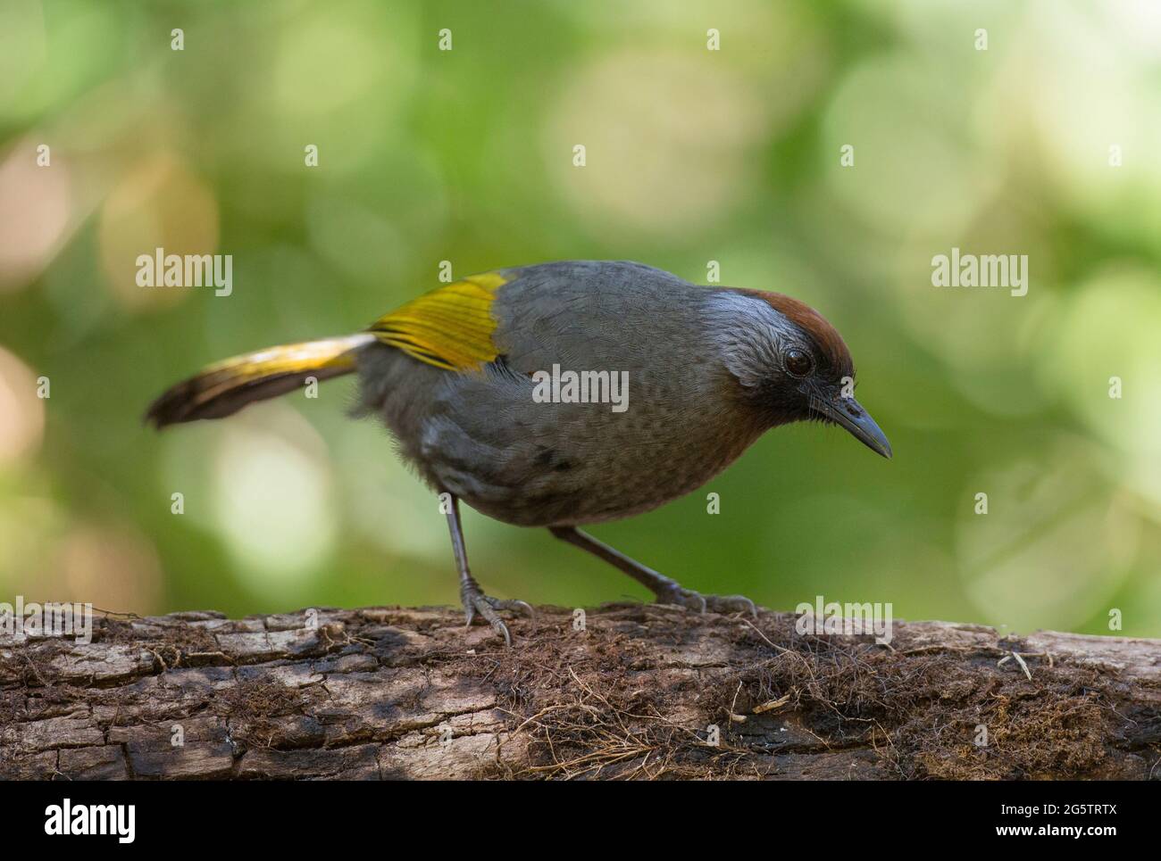 un incredibile brivido di risata dalle orecchie d'argento che mostra la sua bellezza Foto Stock