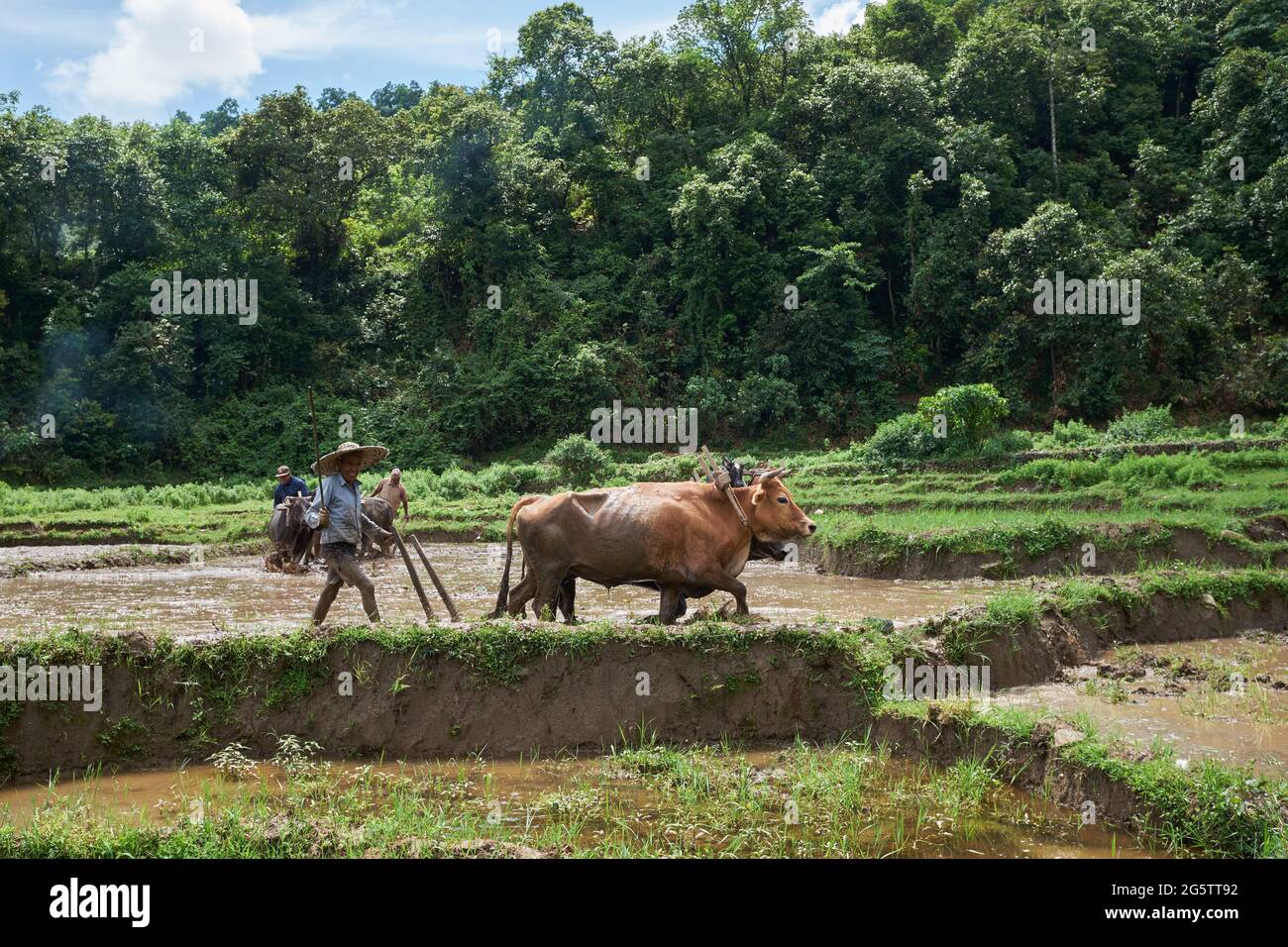 Agricoltori che arano un campo di riso con i torelli a Begnas Village, Nepal Foto Stock