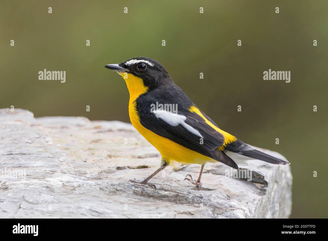 giallo-scaricato flycatcher maschio mostrando la sua bellezza Foto Stock