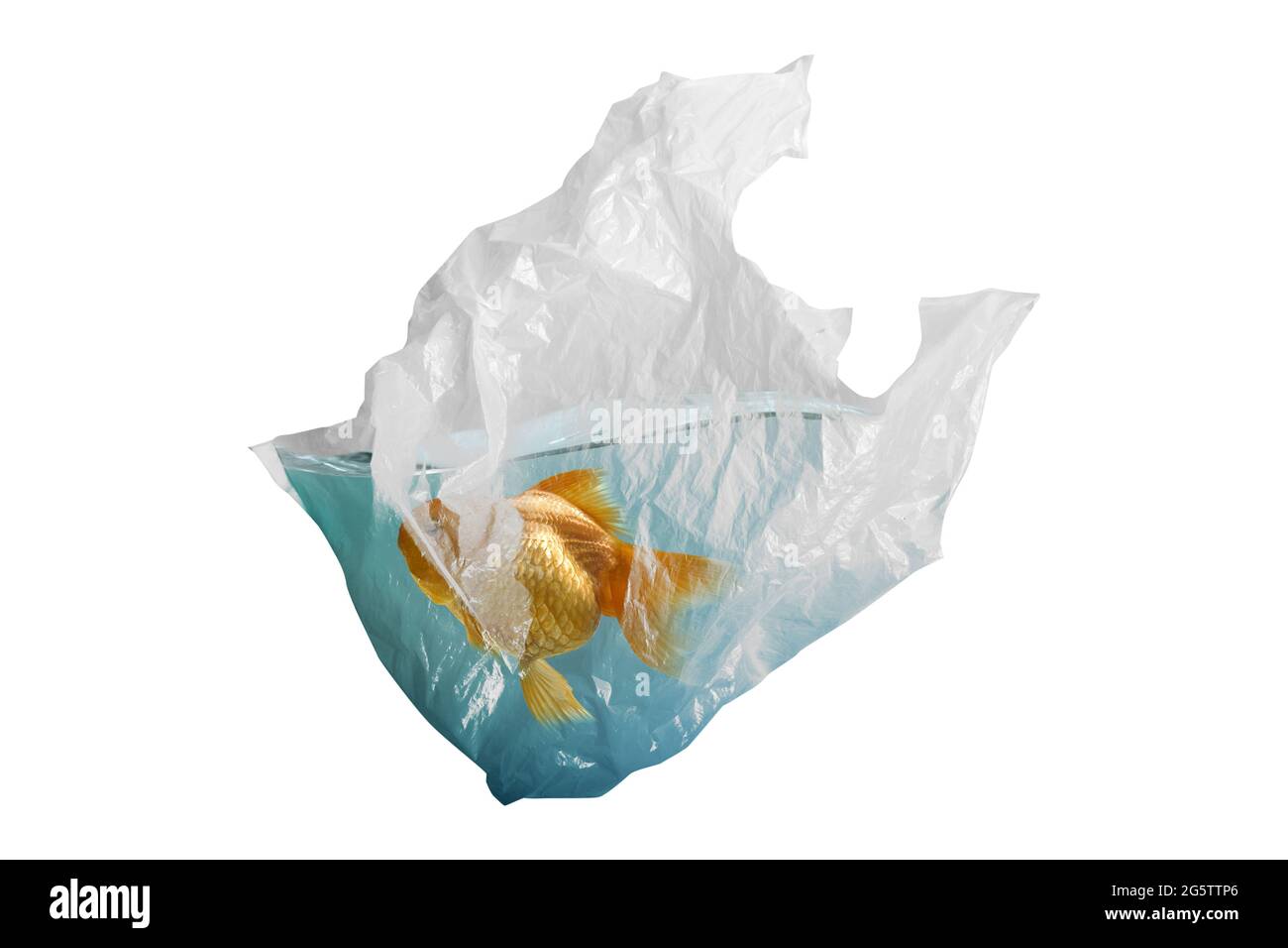 Pesce dorato intrappolato in sacchetto di plastica isolato su sfondo bianco. Inquinamento plastico Foto Stock