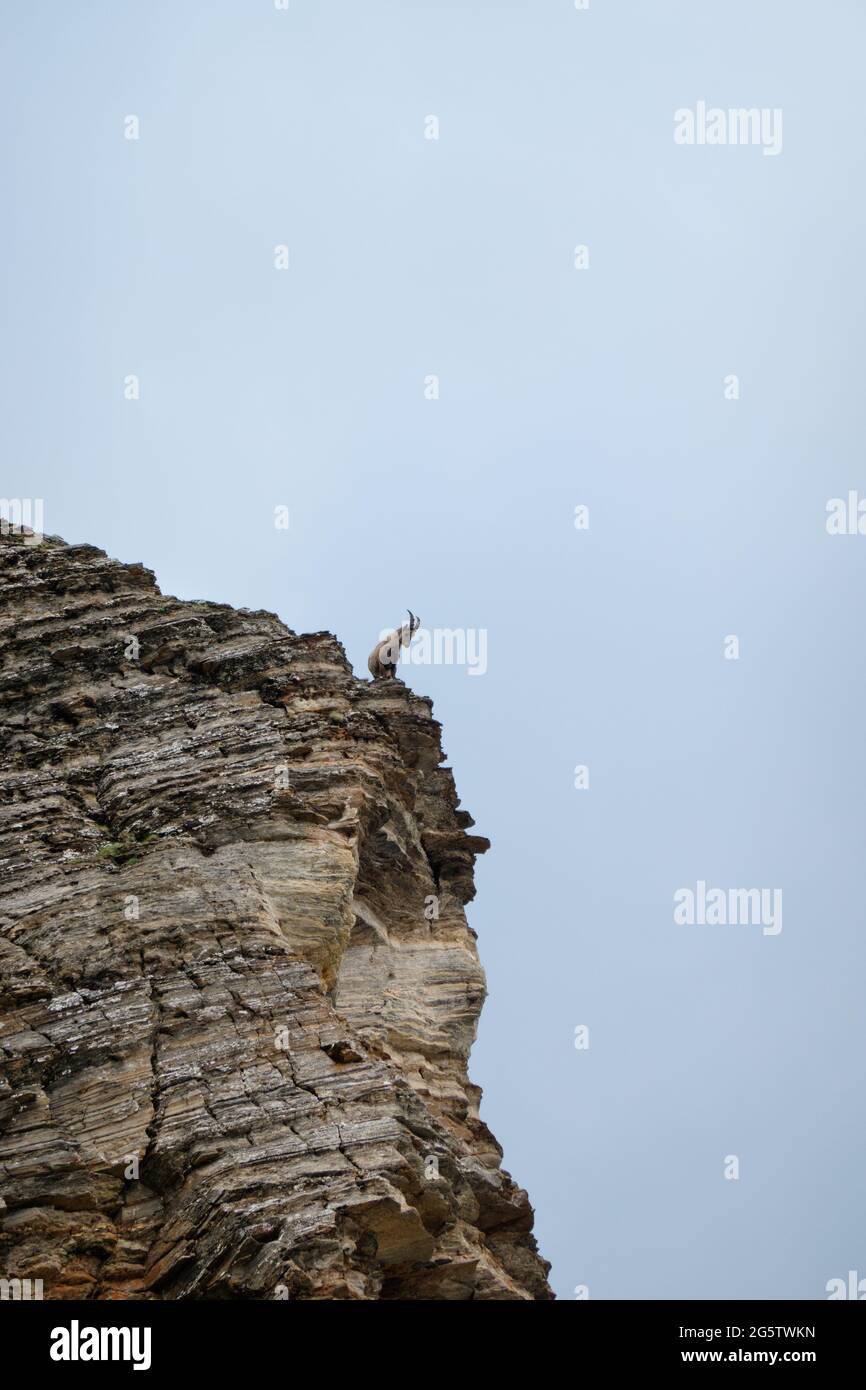 Ibex alpino su una ripida roccia nelle Alpi italiane Foto Stock