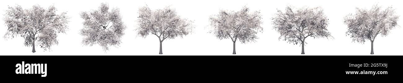 Insieme o collezione di disegni di Tilia isolati su sfondo bianco . Concetto o illustrazione 3d concettuale per natura, ecologia e conservazione Foto Stock
