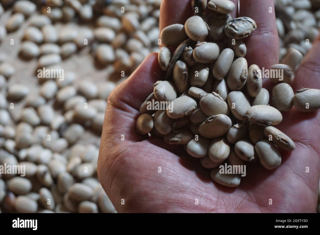 Seme di fagiolo di velluto che tiene a mano. Indonesiano chiamare fagiolo di velluto con benguk e qualche volta uso come tempe Foto Stock
