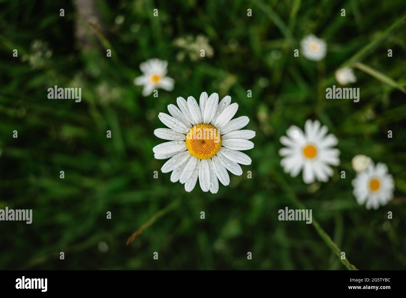 Particolare di fiori a margherita freschi. Fiore primaverile close up.Meadow pieno di meravigliose baisie favolose. Bianco fiorente a margherita fuoco selettivo.Romantico luminoso Foto Stock