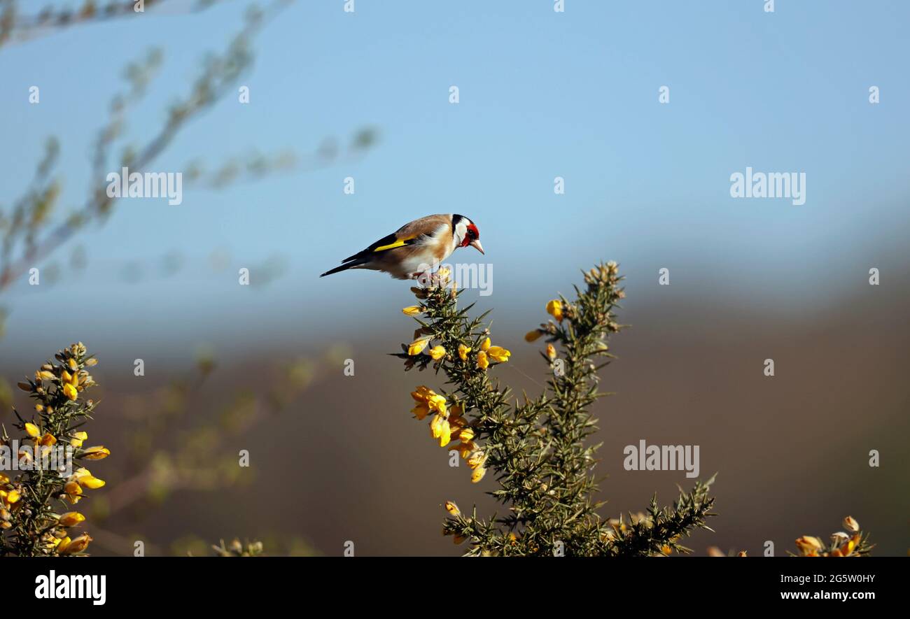 Goldfinch arroccato su una gola fiorente Foto Stock