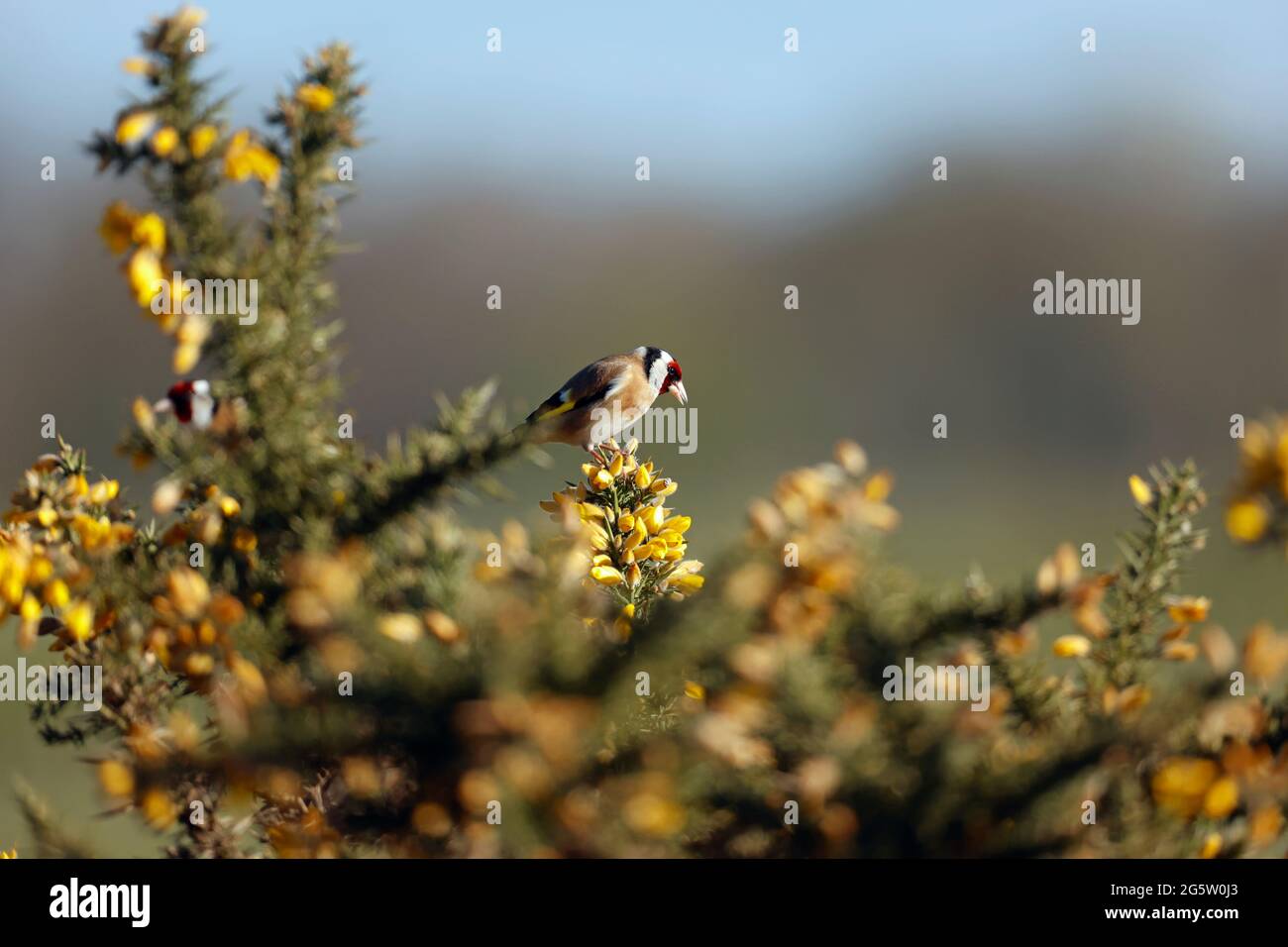 Goldfinch arroccato su una gola fiorente Foto Stock