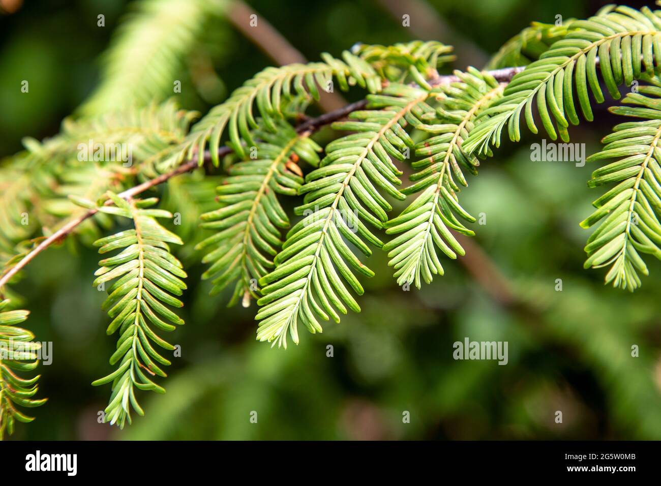 Primo piano di un albero di sequoia di Dawn (Metasequoia glyptostroboides) F(orest for Change Exhibition, Somerset House, Londra, Regno Unito) Foto Stock