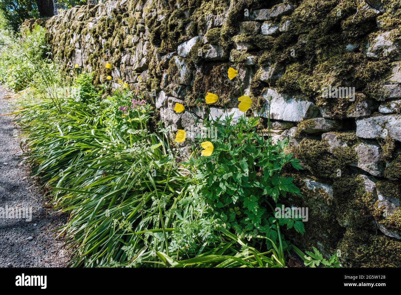 Papaveri gallesi gialli che crescono in una corsia di campagna a Back of Ecton, Peak District National Park, Staffordshire Foto Stock