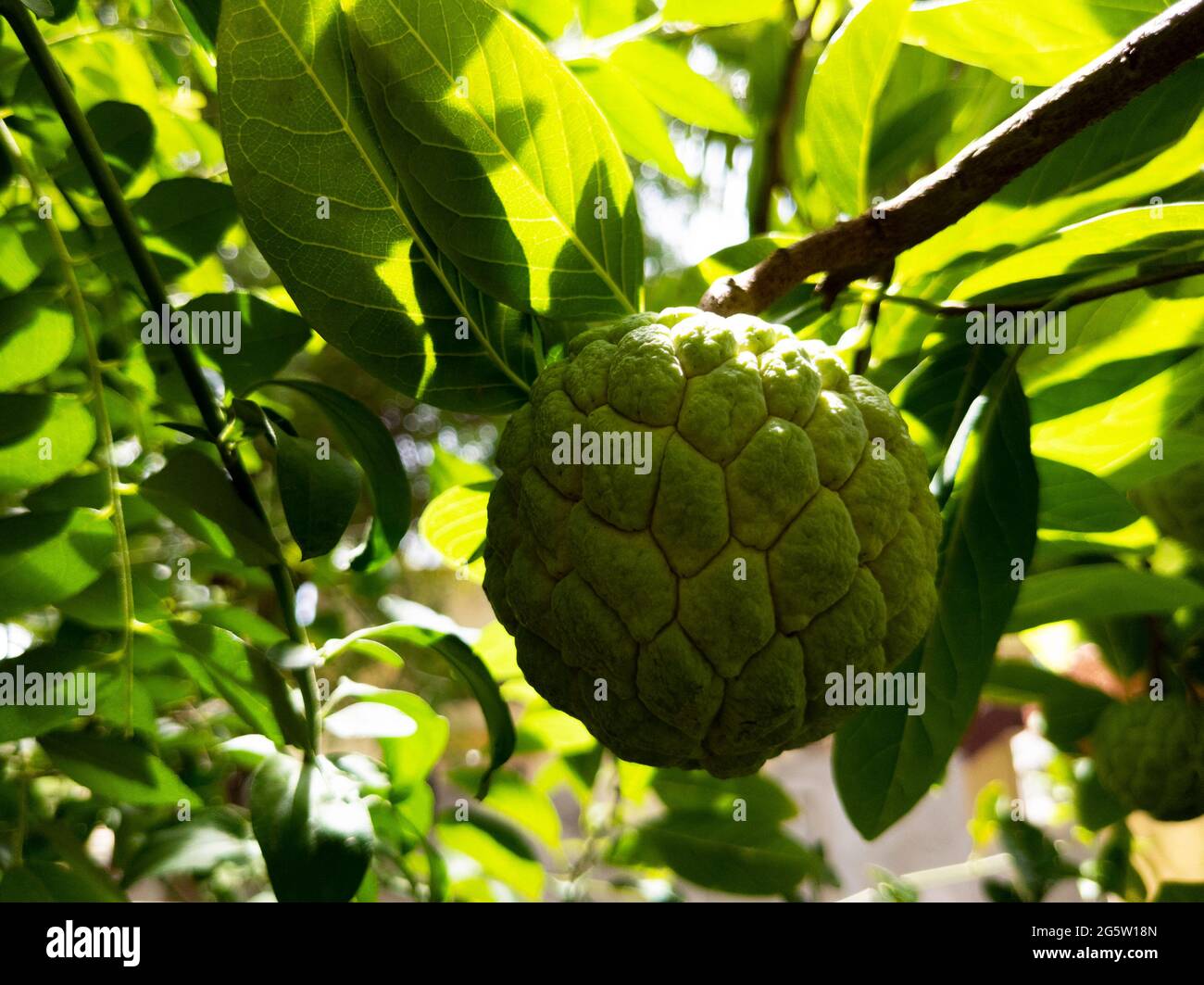 una mela zuccherina fresca in crescita isolata su piante in giardino Foto Stock