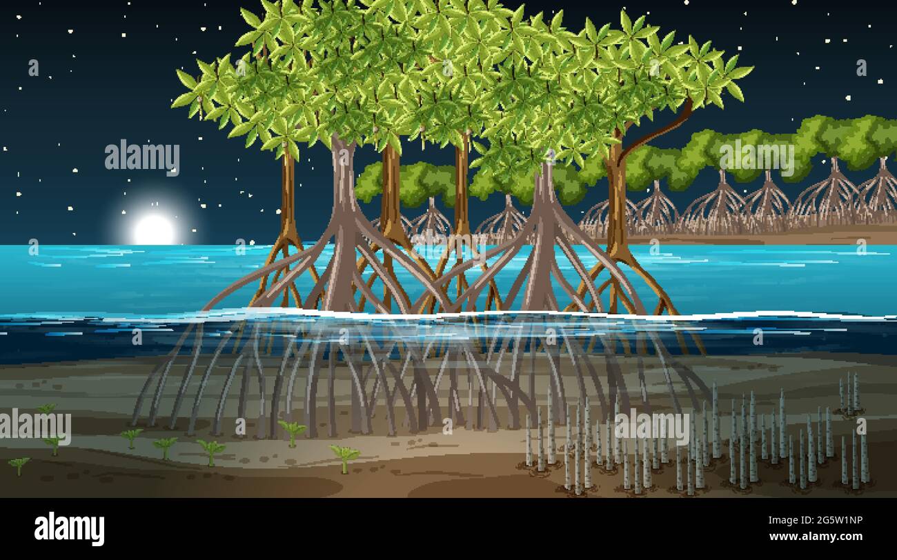 Paesaggio di foresta di mangrovie scena di notte illustrazione Illustrazione Vettoriale