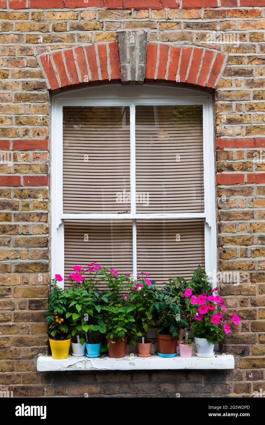 Vasi di fiori colorati su un davanzale della finestra. Davanti a un finestrino scorrevole accecato. REGNO UNITO. Foto Stock