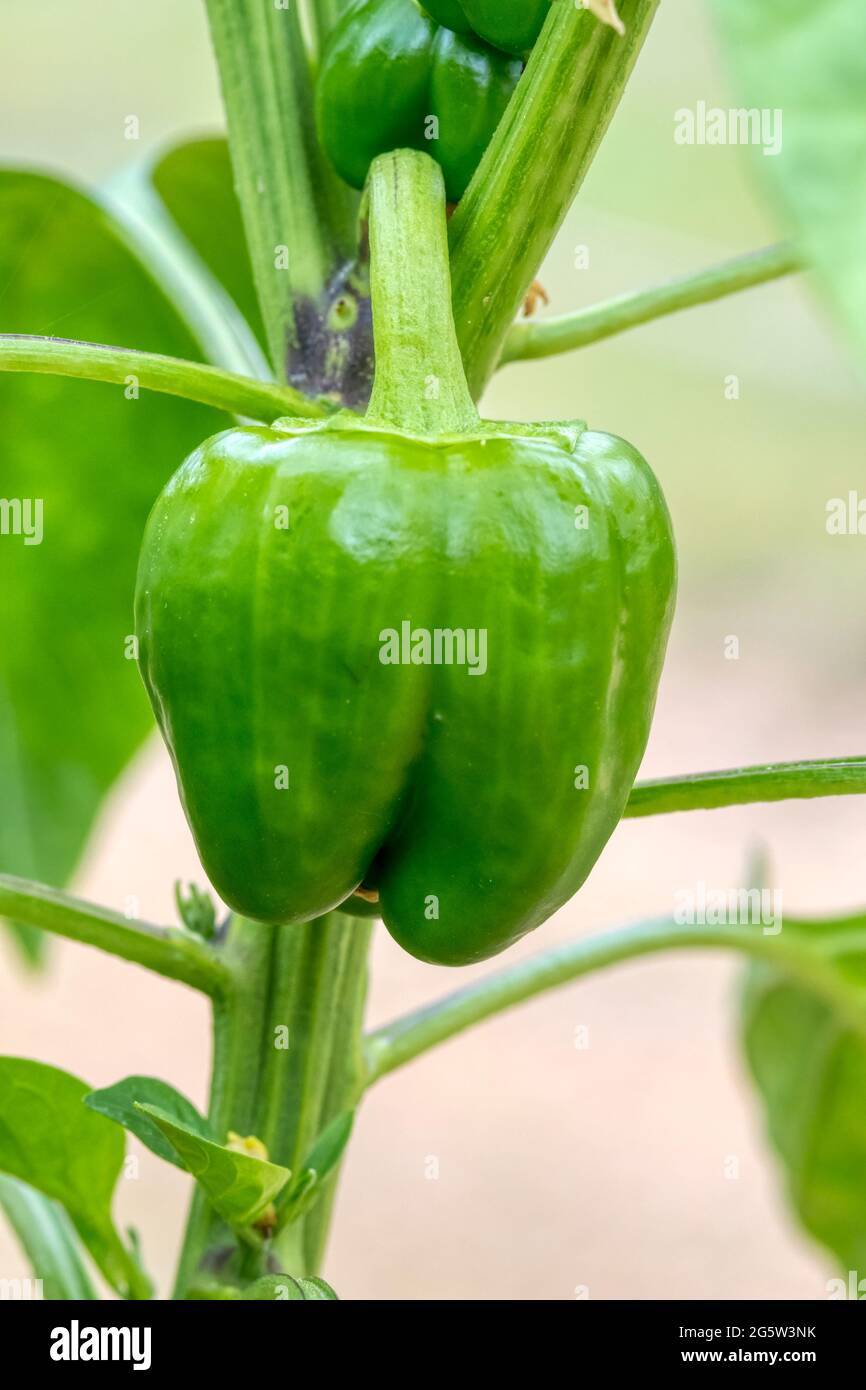 Un pepe di Bendigo F1, Capsicum annuum, che cresce in serra. Foto Stock