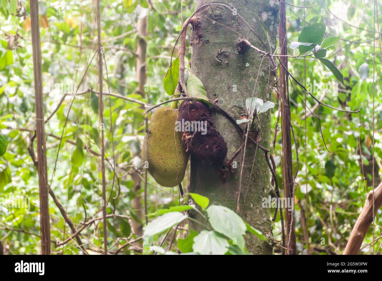 Jackfruit su un albero Foto Stock