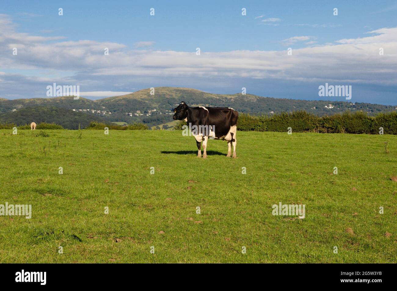 una singola mucca bianca e nera in piedi in un campo Foto Stock