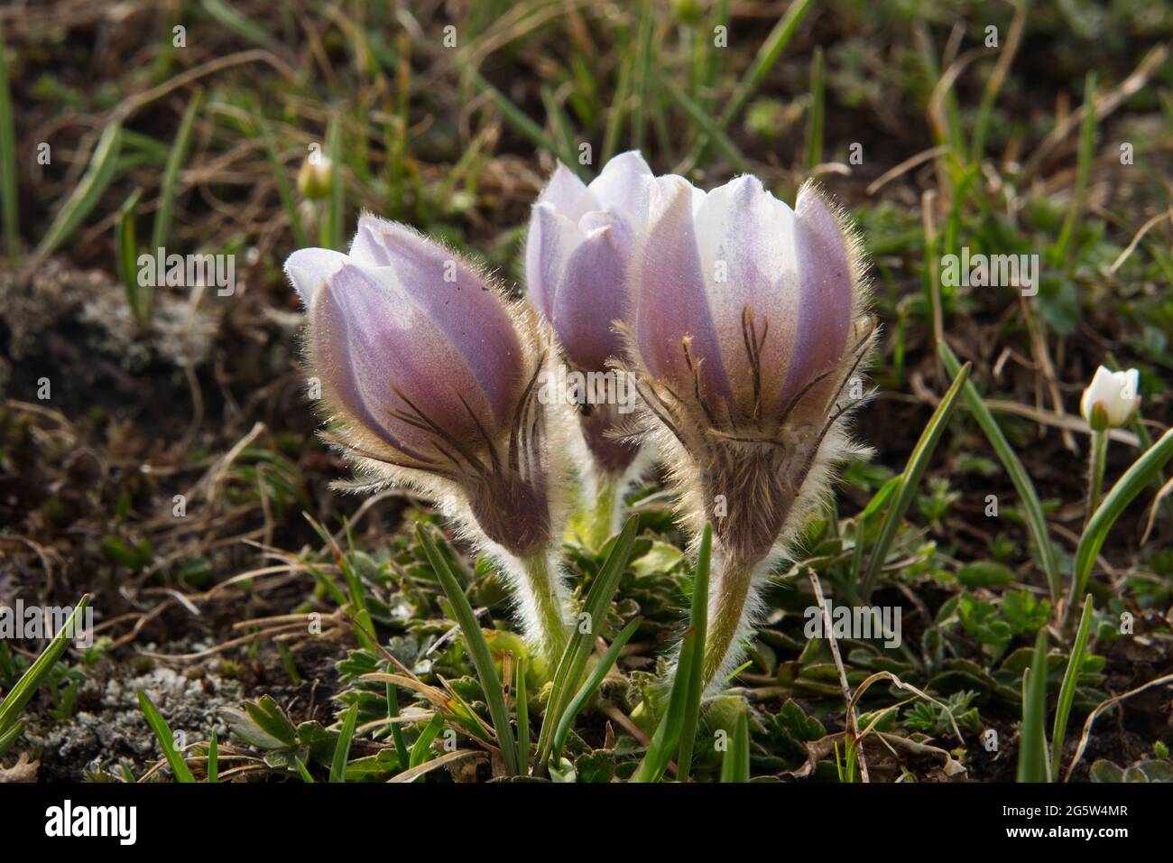 Due pasqueflowers primaverili che fioriscono in primavera su un prato alpino Foto Stock