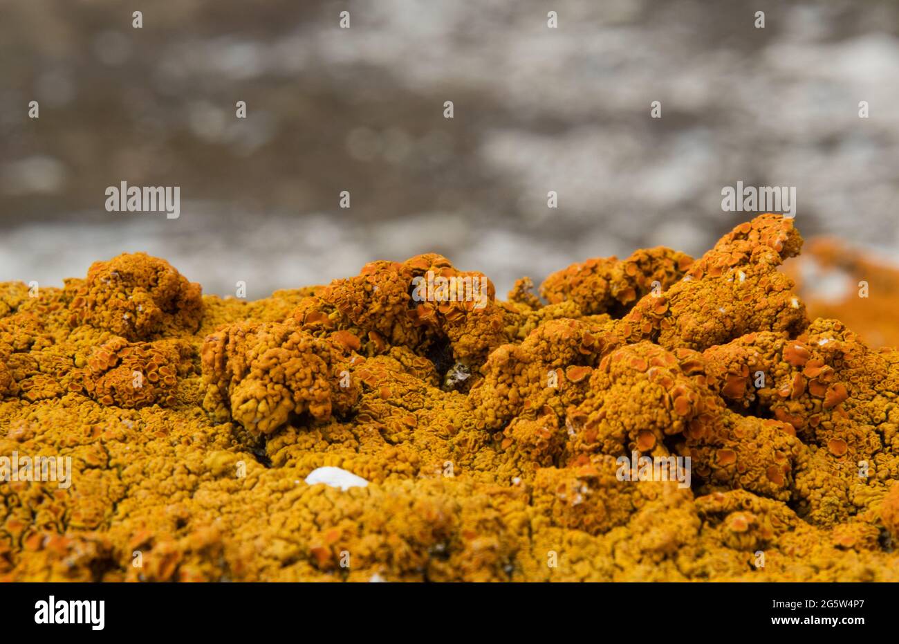 Lichene arancio brillante, probabilmente lichene arancione o Xanthoria calcicola, su roccia dolomitica Foto Stock