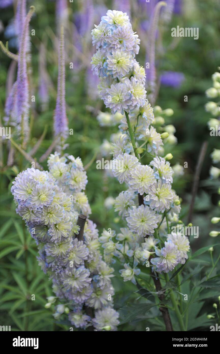 Doppio fiore bianco larkspur (Delphinium) fiorisce in un giardino nel mese di luglio Foto Stock