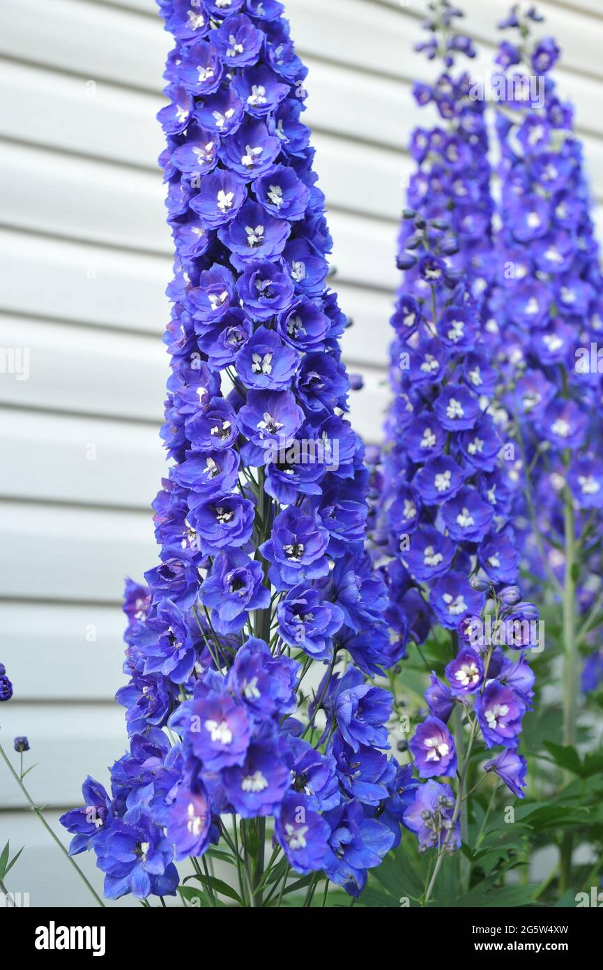 Blue larkspur (Delphinium) le aspirazioni reali fioriscono in un giardino nel mese di luglio Foto Stock