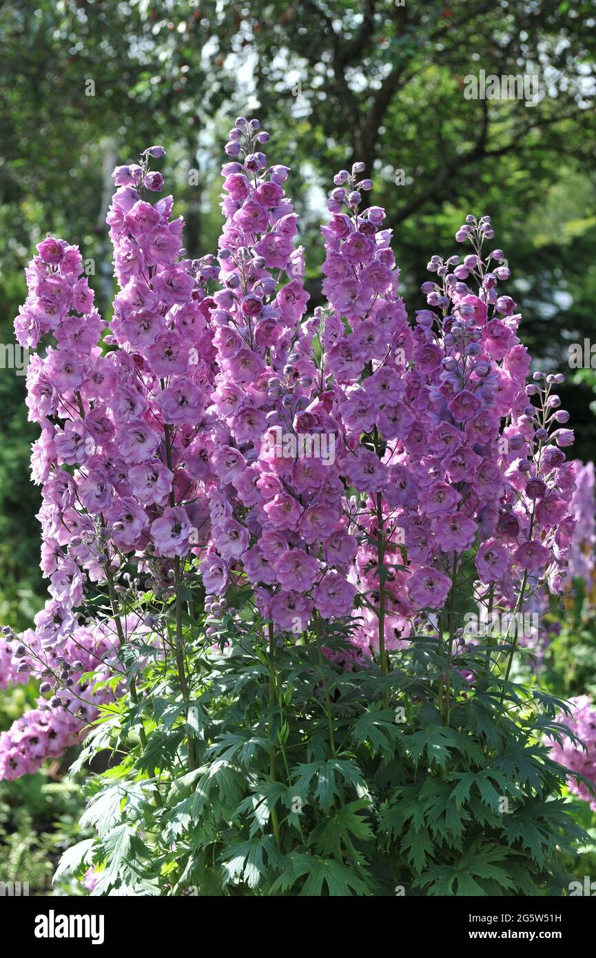 Rosa larkspur (Delphinium) fiorisce in un giardino nel mese di luglio Foto Stock