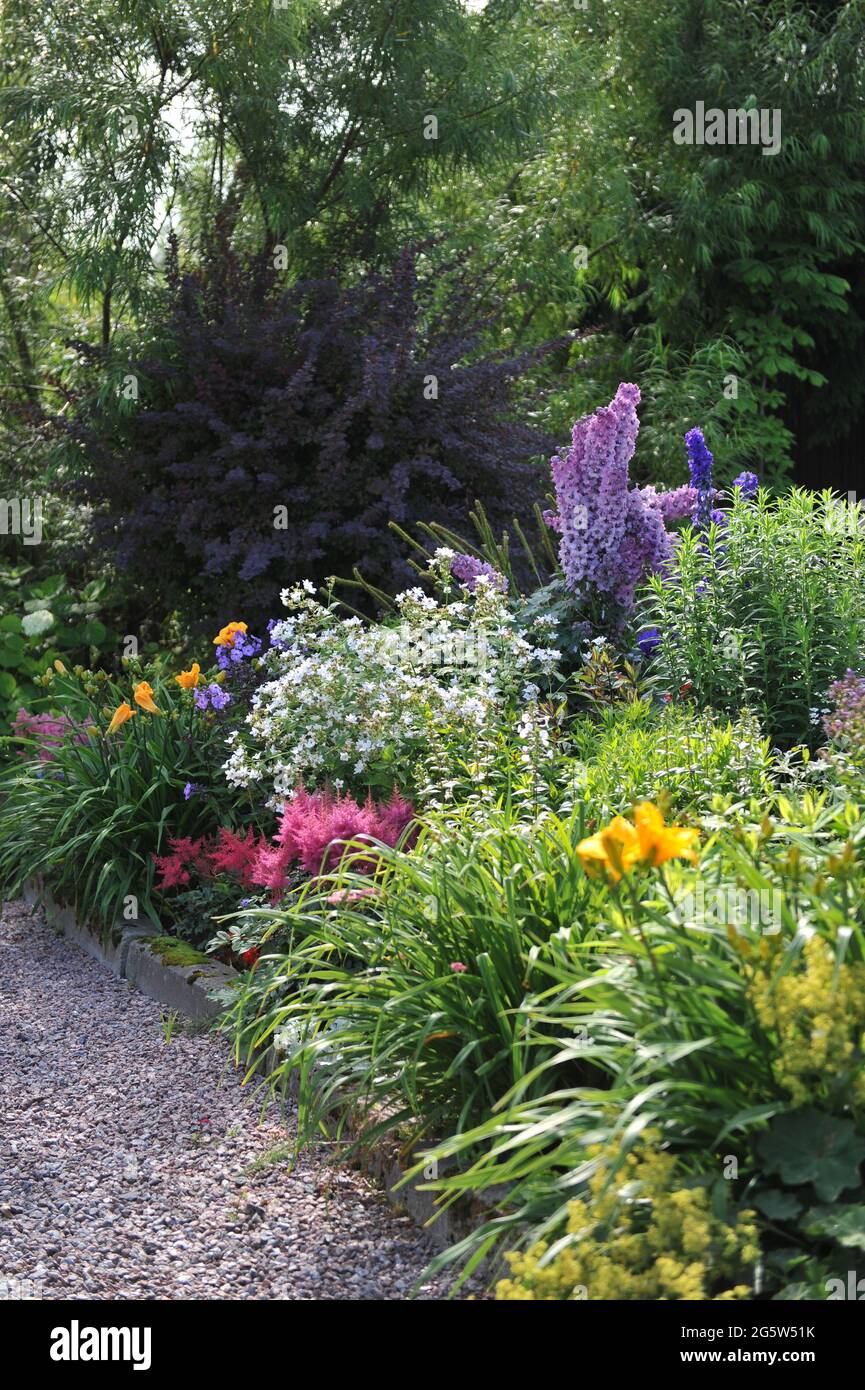 Campanula (Campanula), gigli gialli (Hemerocallis), larkspur rosa Astilbeб (Delphinium) sbocciano in un bordo di fiori in un giardino nel mese di luglio Foto Stock