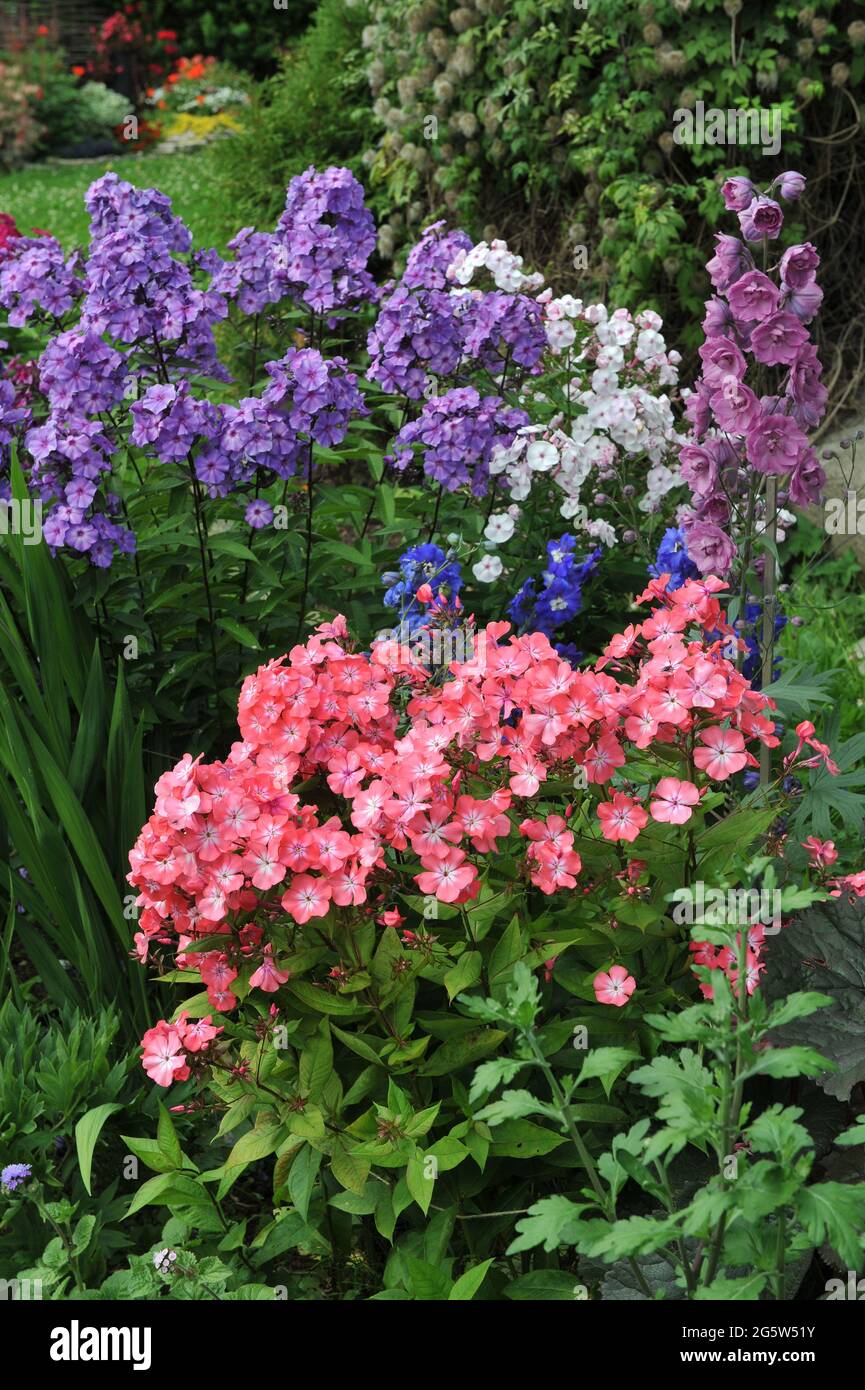 Estate Phlox Nakhodka e Blue Paradise fioriscono insieme a un larkspur rosa (Delphinium) in un giardino nel mese di luglio Foto Stock