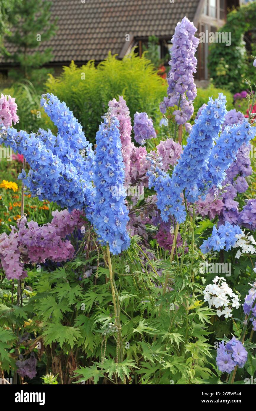 Larkspurs blu, rosa e lilla (Delphinium) fioriscono in un giardino nel mese di luglio Foto Stock